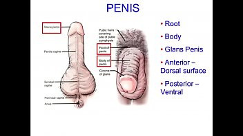 Play Masturbation techniques for men. stimulation of the scrotum.